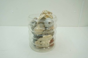 Clear Glass Centerpiece Vase full of Large Sea Shells and Coral
