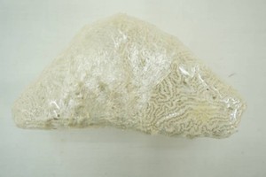 Natural White Brain Coral Fossil 6x3x3