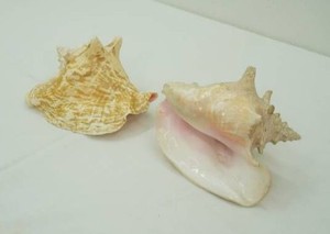 2 Large Conch Shells