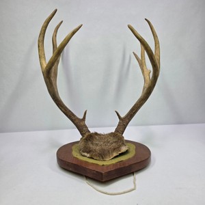 Mounted Deer Antler Rack on Heart-Shaped Wooden Plaque