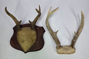 Mounted Deer Antler Displays with Wooden Plaque