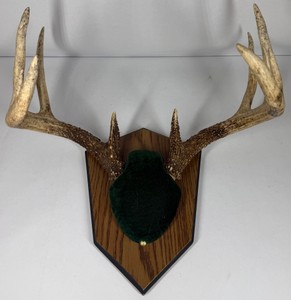 Vintage Whitetail Deer Antlers on Wood Plaque  Rustic Hunting Trophy Wall Decor