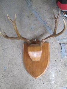 Larger size mounted antlers
