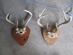 (2) mounted antler racks