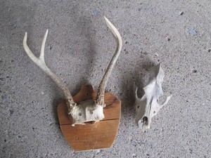 Mounted antler rack and dried animal skull and upper jaw section