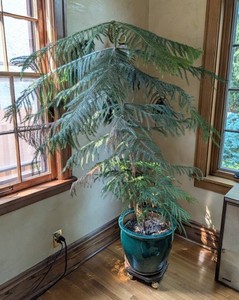 ML - Indoor Norfolk Pine Houseplant in Ceramic Pot