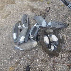 Goose and Duck Decoys