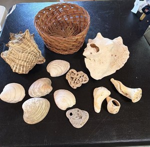 13-piece decorative seashell collection arranged alongside a small woven basket