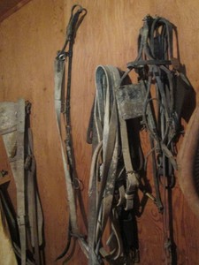 Collection of vintage horse leeds, bridles and other tack