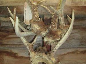 3-12 racks of assorted deer antlers