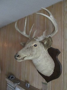 Taxidermy stuffed and mounted Buck head