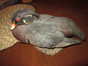 Taxidermy stuffed and mounted Wood duck