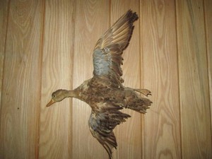Taxidermy stuffed and mounted Teal duck