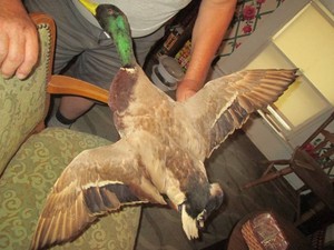 Taxidermy stuffed mallard duck not mounted