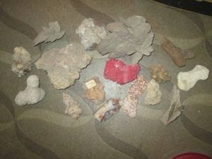 Variety of fossils, coral, rocks and more
