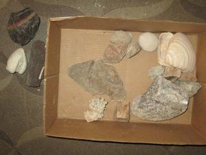 Rare Arm of amonite, Petrified cypress, fossils, rocks and stones