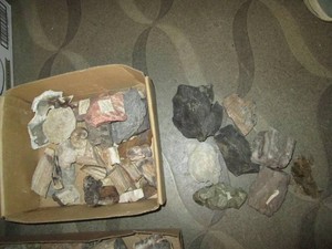 Petrified wood, fossil & pyrite bundle