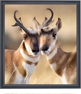 21x24 inch Poster Frame Solid Wood Black, Wall Hanging Picture Frame 21x24 Photo Frame (F23B2124)