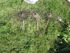 Collection of assorted antique Rotary tiller tines