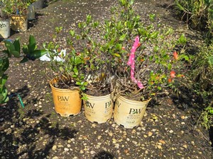 Lot of (5) Low Scape Mound chokeberry Aronia melanocarpa UCONNAM165 (PP28,789) #2 ( 2 Gallons)