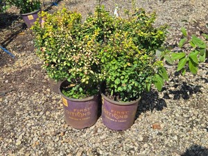 Lot of (5) Barberry Monrello