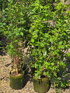 Lot of (5) Mockorange, Minnesota Snowflake Philadelphus x virginalis Minnesota Snowflake #2 ( 2 Gallons)