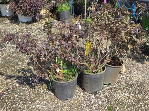 Lot of (5) Tango Weigela Weigela florida Tango #2 ( 2 Gallons)