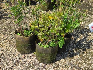 Lot of (5) Summer Sweet Hummingbird