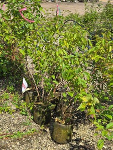 Lot of (5) Buttonbush Native Viburnum Cephalanthus occidentalis #2 ( 2 Gallons)