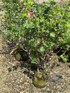 Lot of (5) Ribes Jostaberry Ribes x culverwelii #2 ( 2 Gallons)