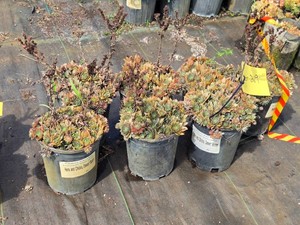 Lot of (7) Hens and Chicks, Red Bloom Sempervivum Desert Bloom #1 ( 1 Gallon)