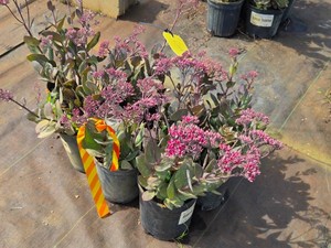 Lot of (7) Stonecrop Thunderhead Sedum Thunderhead PP24693 #1 ( 1 Gallon)