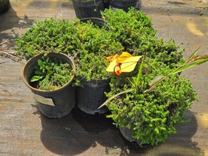 Lot of (7) Stonecrop Golden Moss Sedum maximum Mr. Goodbud (PP17,671) #1 ( 1 Gallon)