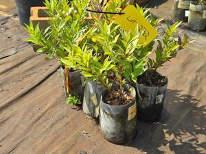 Lot of (7) Blue Star Shastana Amsonia Starstruck PP32246 #1 ( 1 Gallon)