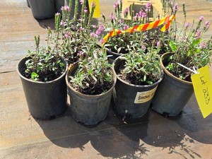 Lot of (7) Speedwell, Aspire Veronica TNVERA PP26416 #1 ( 1 Gallon)