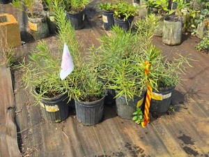 Lot of (7) Amsonia Butterscotch Amsonia Butterscotch #1 ( 1 Gallon)