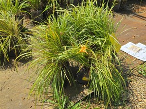 Lot of (7) Estella de oro Hemerocallis Stella de Oro #1 ( 1 Gallon)