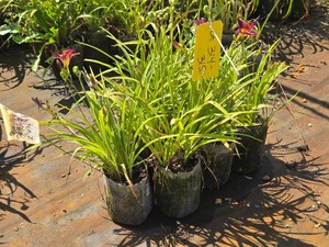 Lot of (7) Daylily, Demetrius Hemerocallis Demetrius #1 ( 1 Gallon)