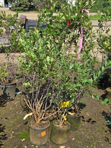Lot of (5) Autumn Magic chokeberry Aronia melanocarpa Autumn Magic #2 ( 2 Gallons)