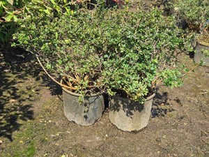 Lot of (3) Green Mountain Currant Ribes alpinum Green Mound #3 (3 Gallons)