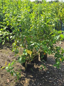 Lot of (5) Dogwood Buds Yellow Cornus alba Buds Yellow #2 ( 2 Gallons)