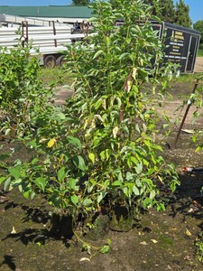 Lot of (5) Dogwood Cardinal Cornus sericea Cardinal #2 ( 2 Gallons)