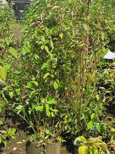 Lot of (5) Dogwood Red Twig Cornus sericea Baileyi #2 ( 2 Gallons)