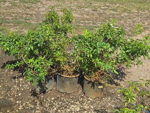 Lot of (3) Gold Tide Forsythia Forsythia Courtasol #3 (3 Gallons)