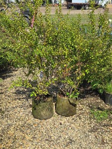 Lot of (2) Broadwreath - White Spirea Spiraea prunifolia #5 (5 Gallons)
