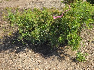Lot of (3) Little Princess Spirea Spiraea japonica Little Princess #3 (3 Gallons)