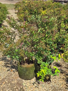 Lot of (2) Goldflame Spirea Spiraea x bumalda GoldFlame #5 (5 Gallons)