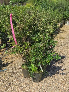 Lot of (5) Lilac, Miss Kim Syringa patula Miss Kim #2 ( 2 Gallons)