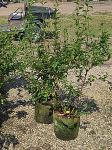 Lot of (2) Lilac, Chinese Saugeana Syringa x chinensis Saugeana #5 (5 Gallons)