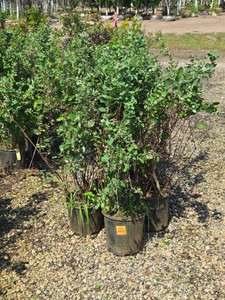 Lot of (5) Snowberry, White Symphoricarpos albus #2 ( 2 Gallons)